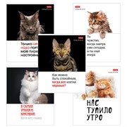 Тетрадь А5 48 л., HATBER скоба, клетка, обложка картон, "Котоюмор" (микс в спайке), 079790, 48Т5В1
