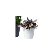 Кашпо Bama Spa ONDA