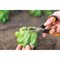 Ножницы для овощей FISKARS Solid SP240 - фото 17271599